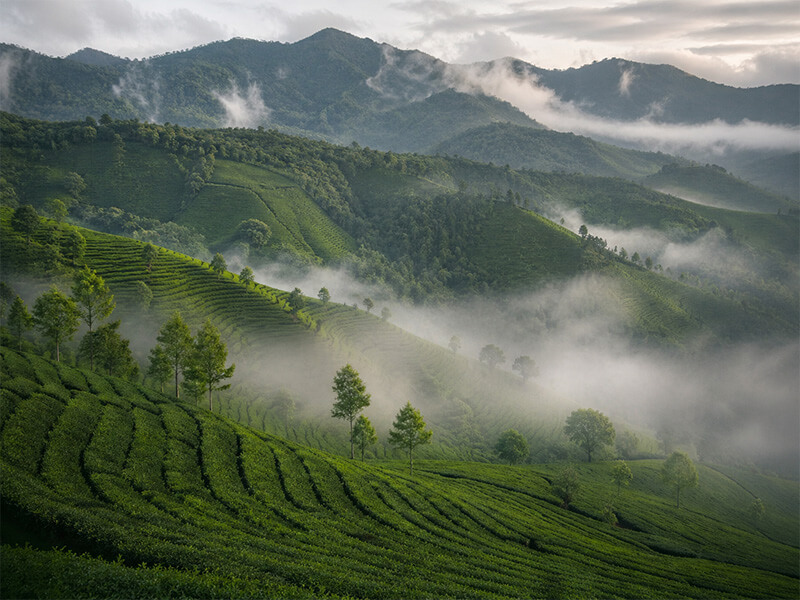 Tea growing area for organic matcha supply