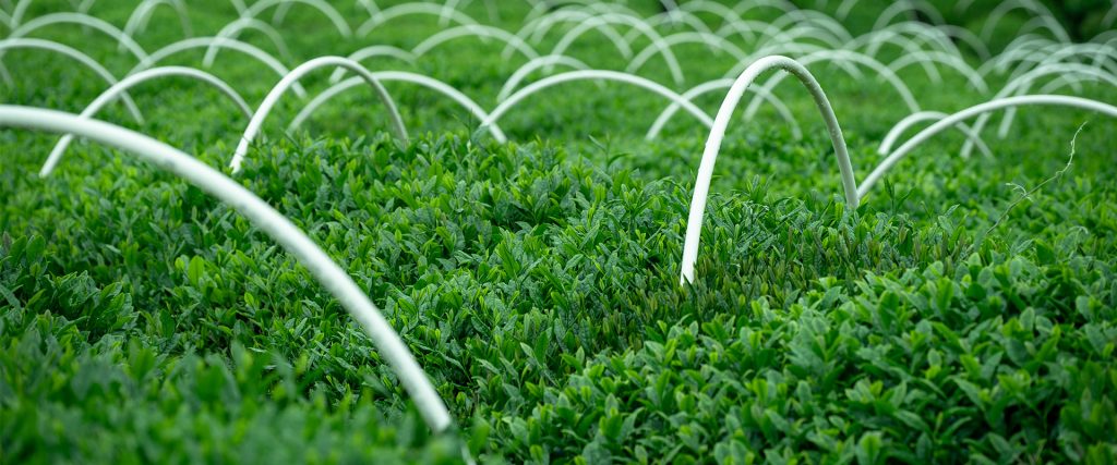 How to Choose a Bulk Matcha Supplier for Your Business 1 Bulk Matcha