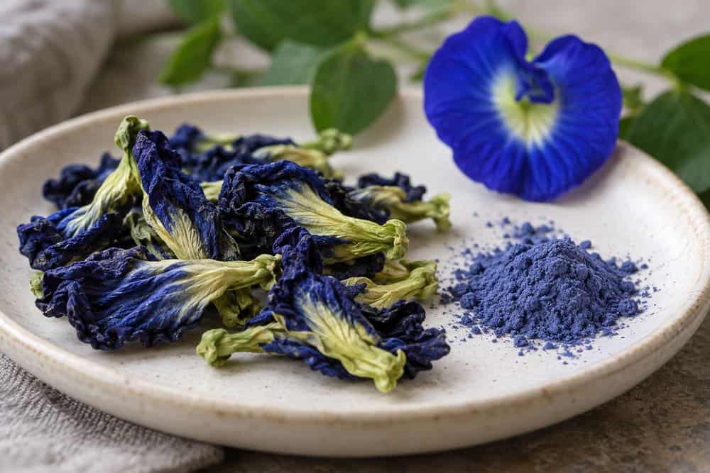Blue, Pink and Purple “Matcha”: What Is in the Powder? 1 Dried butterfly pea flowers and blue flower powder on a pale ceramic dish