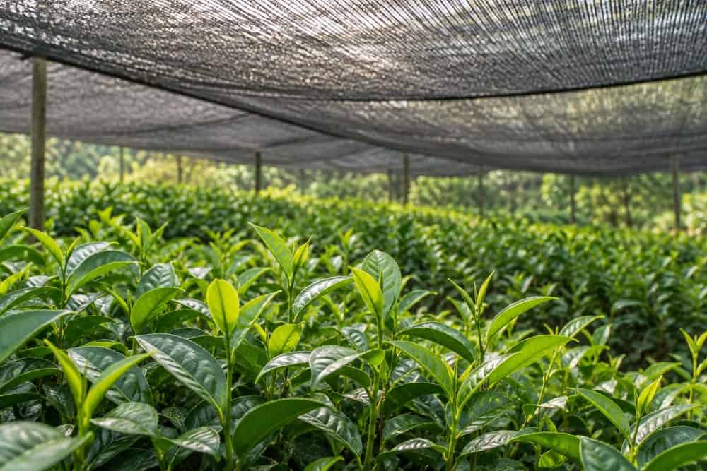 براعم شاي أخضر تنمو تحت شبكة تظليل سوداء