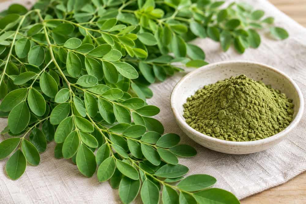 Moringa vs Matcha: Two Different Leaf Powders 1 Fresh moringa branches with small oval leaflets beside green moringa powder
